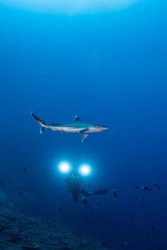 Best Dive Sites in the Solomon Islands - Silvertip Shark