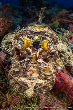 Best Dive Sites in the Solomon Islands - Crocodile Fish