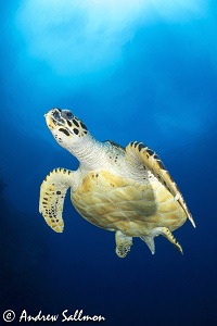 Best Dive Sites in the Solomon Islands - Turtle at Mary Island