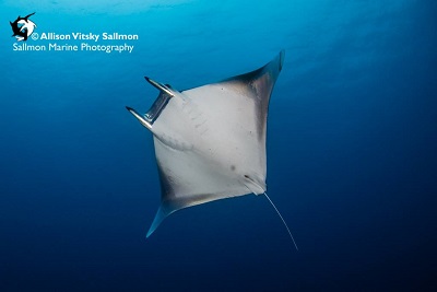 Best Dive Sites in the Solomon Islands - Devil Ray