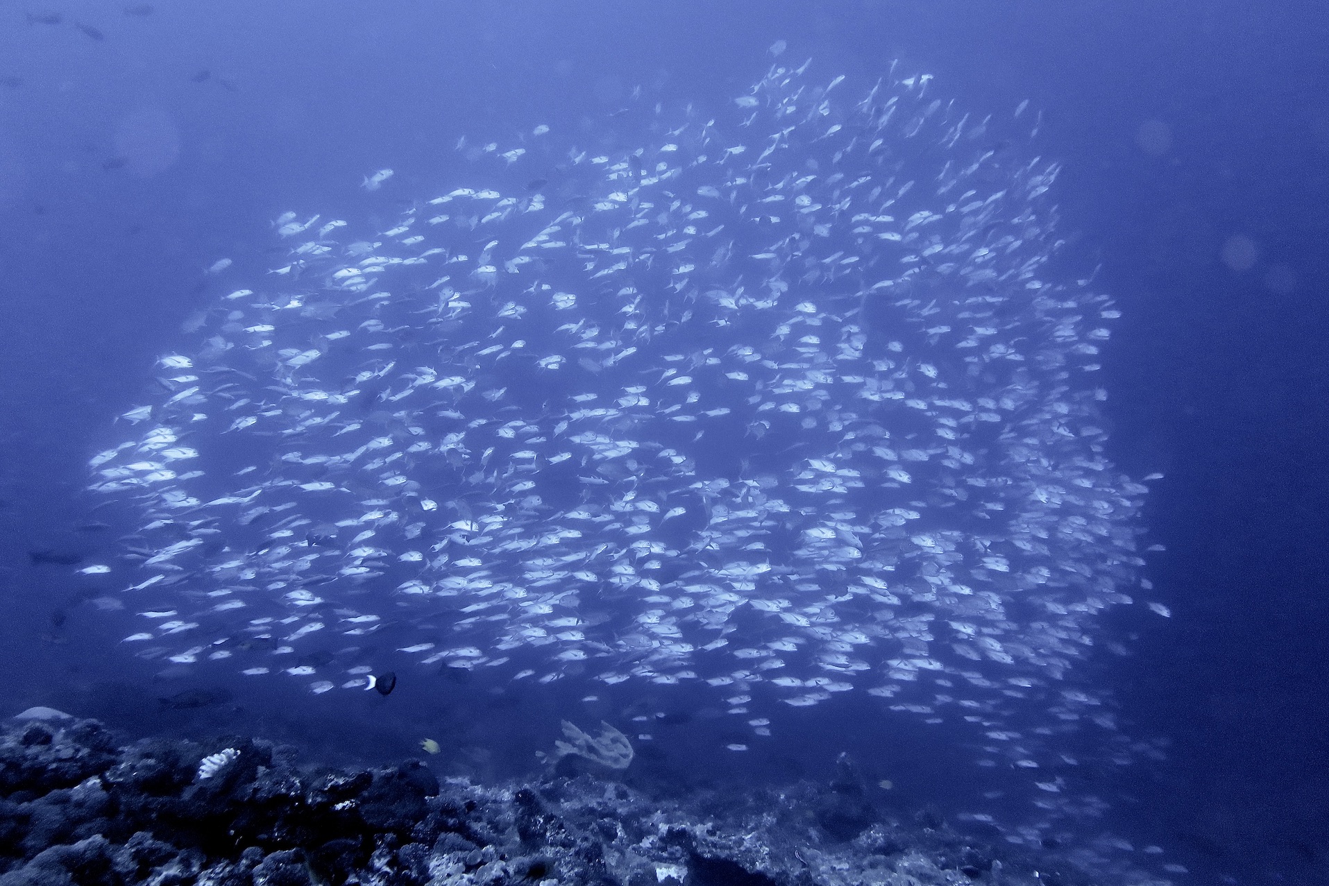 School of fish