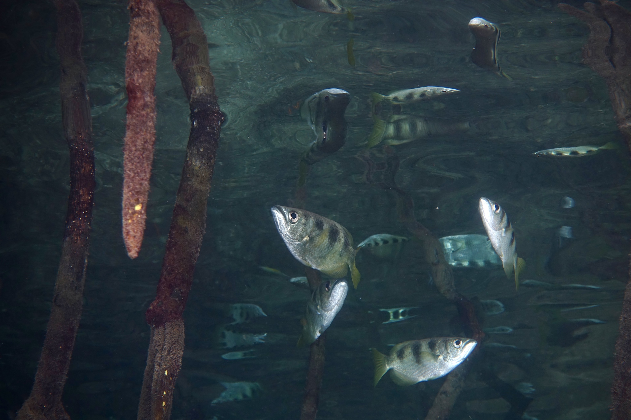 Archer fish in the Solomon Islands