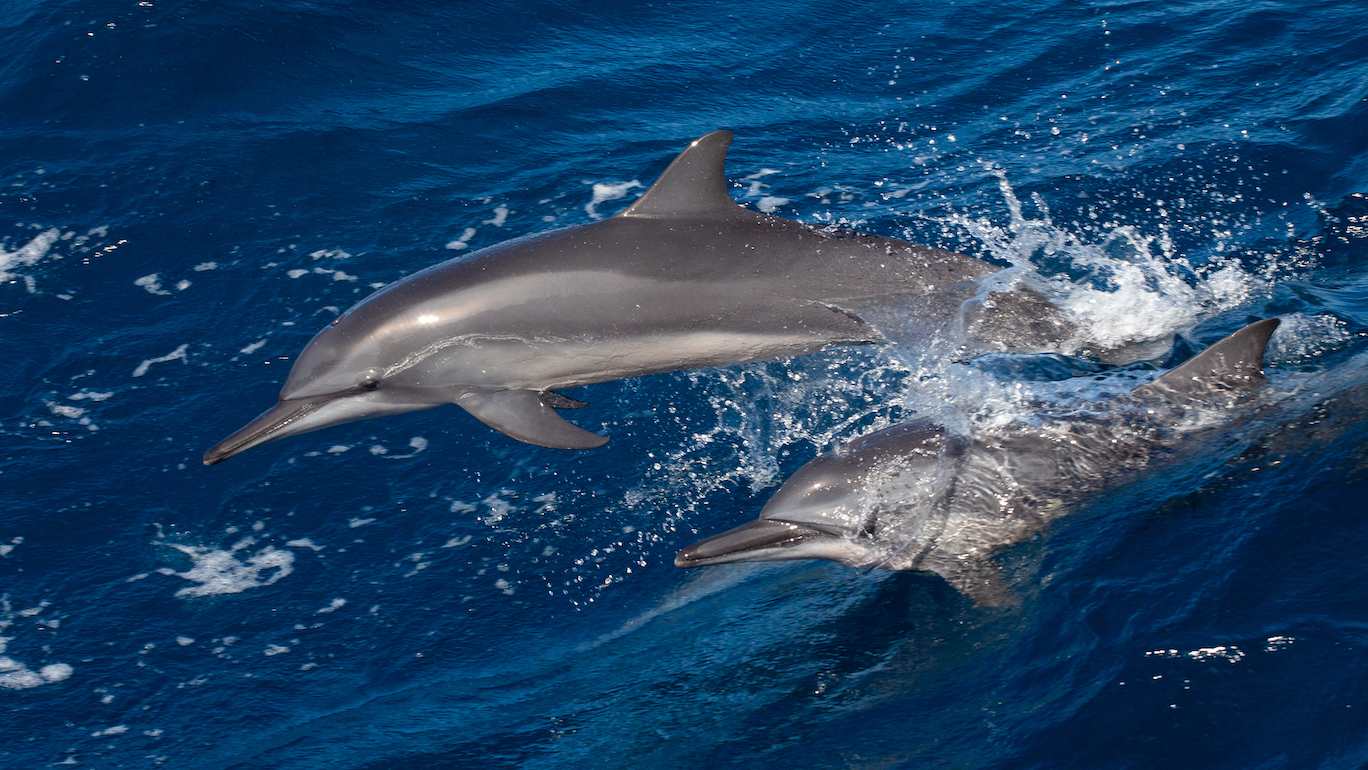 Dolphins in the Solomon Islands