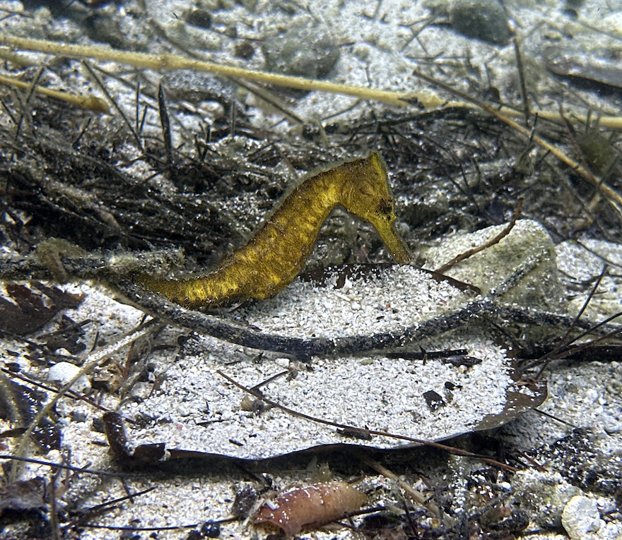 A yellow seahorse