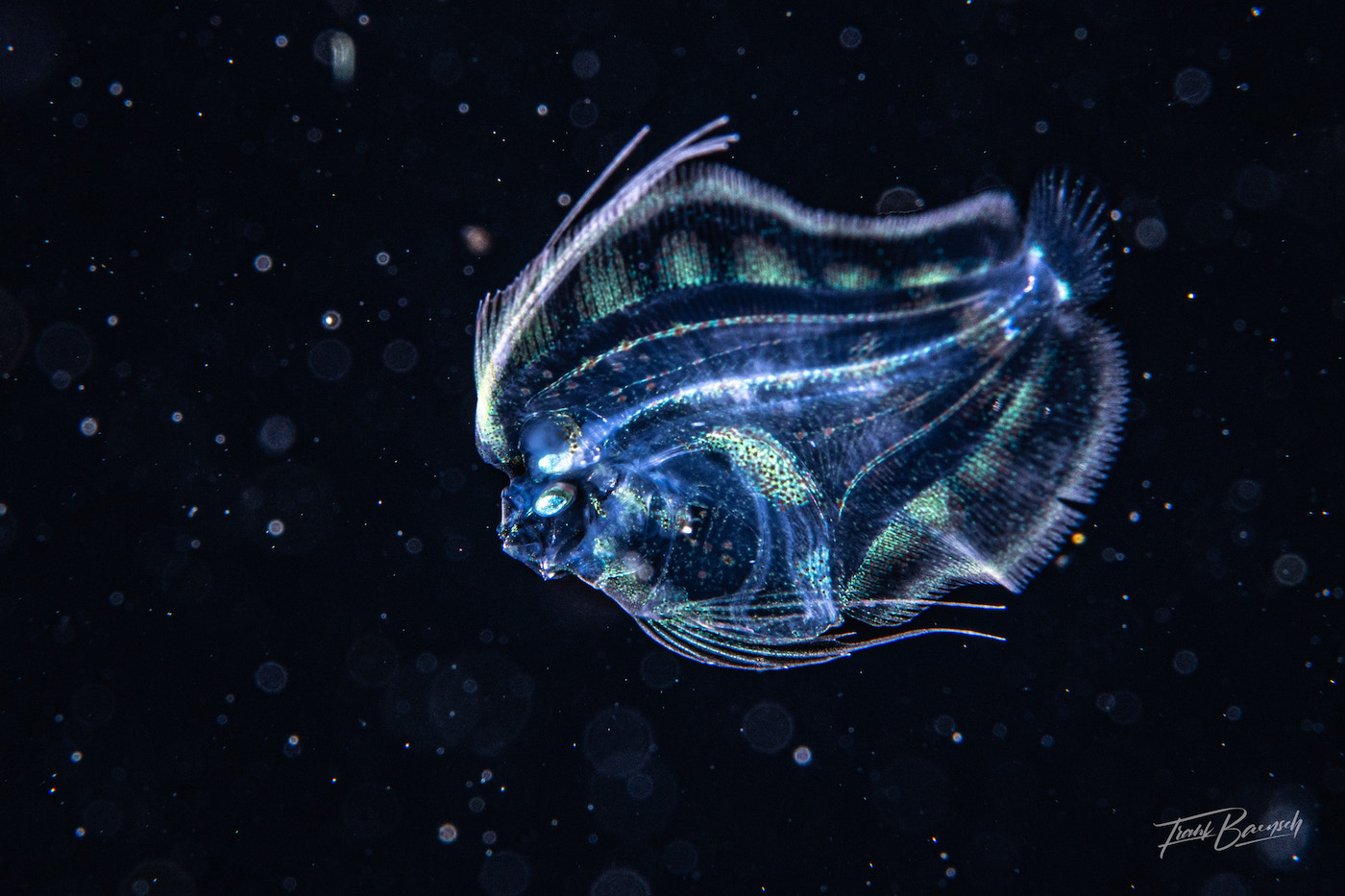 Weird fish seen on a night dive in the Solomon Islands