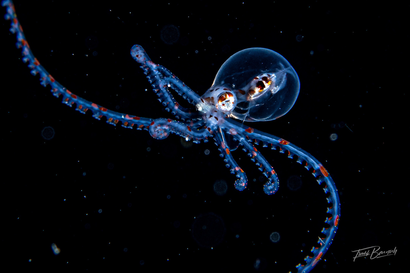 weird baby octopus in the Solomon Islands