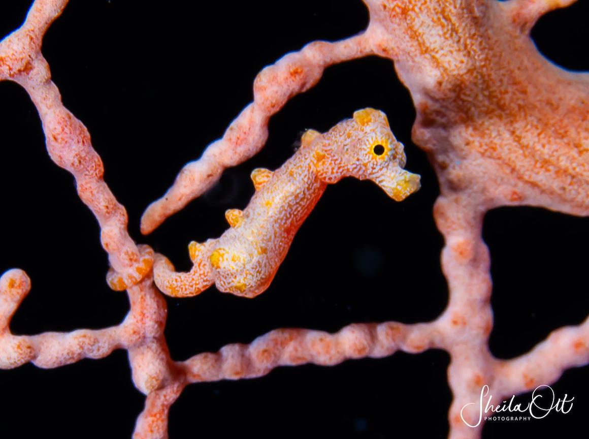 Pygmy Seahorse in the Solomon Islands