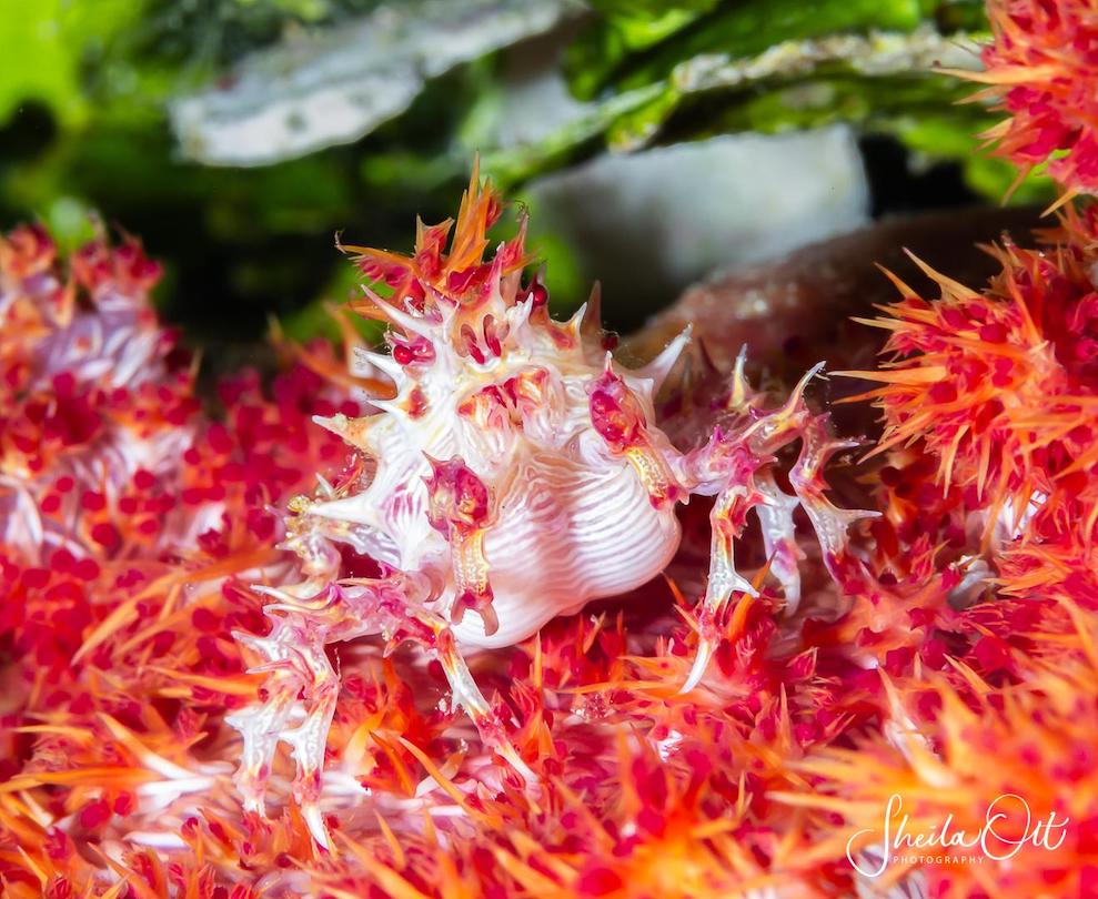 Soft coral crab