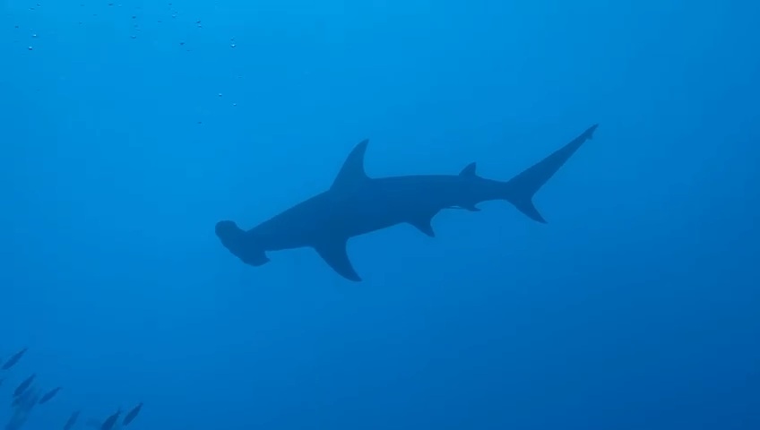 Hammerhead shark underwater